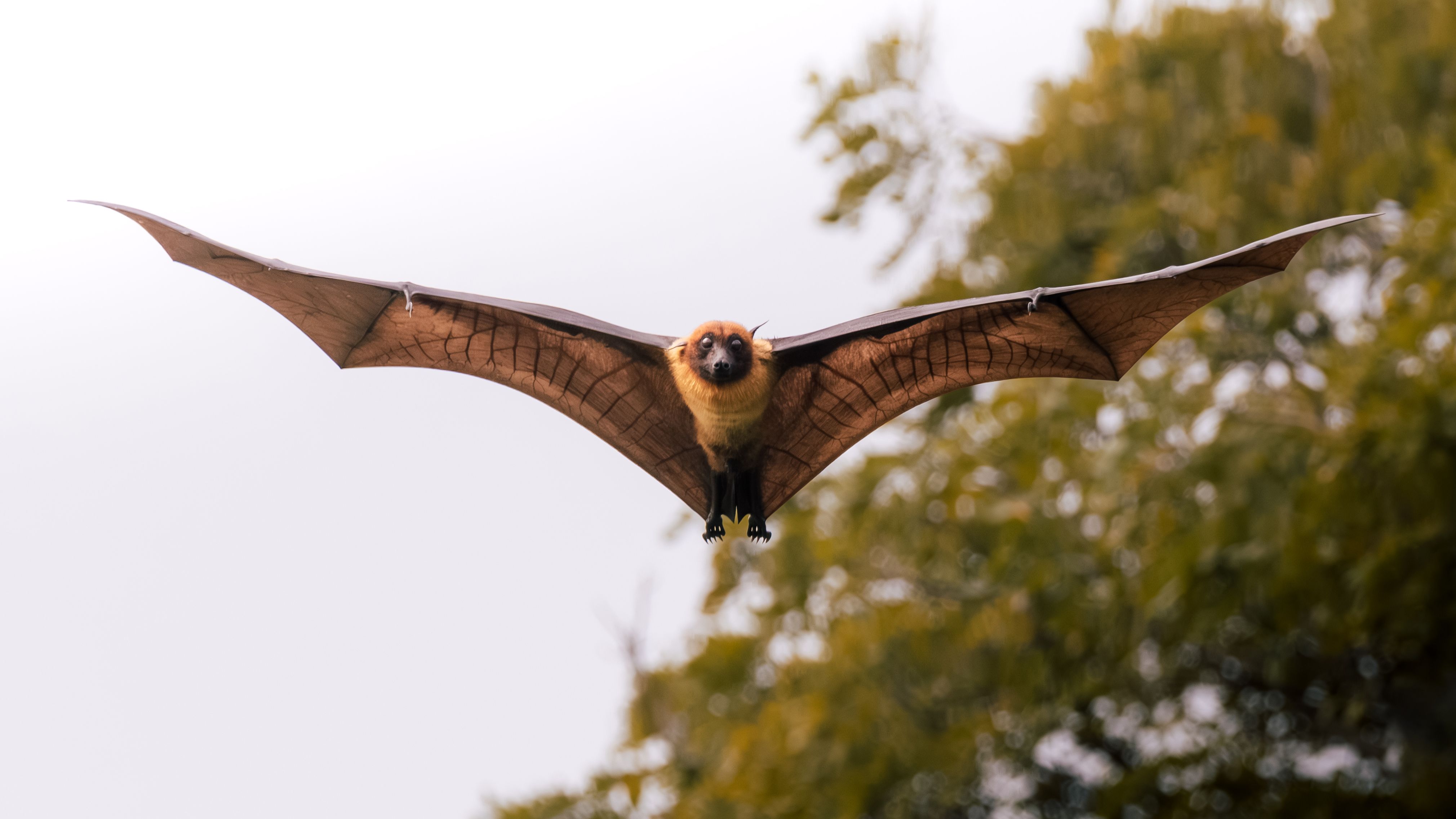 Flying bat